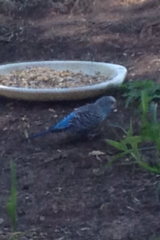 Melopsittacus undulatus domesticus