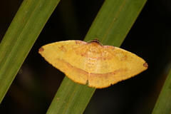 Heterolocha coccinea