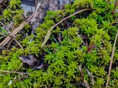 Sphagnum inundatum
