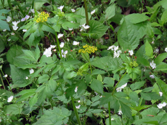 Thaspium barbinode