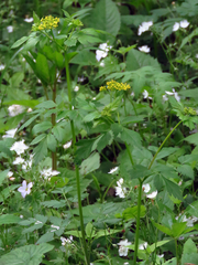 Thaspium barbinode