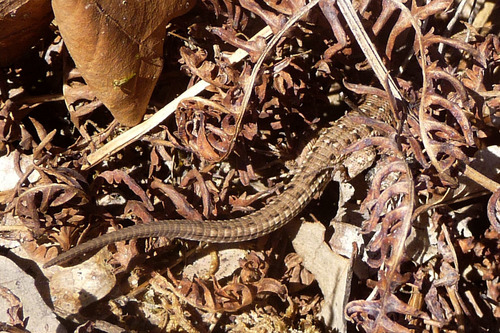 Psammodromus hispanicus