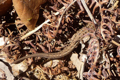 Psammodromus
