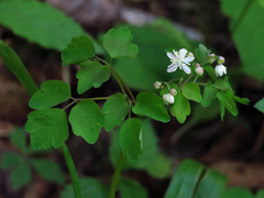 Thalictrum clavatum