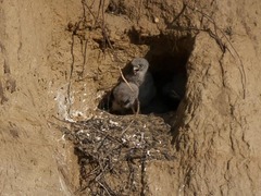 Falconiformes