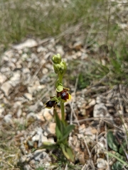 Ophrys insectifera aymoninii