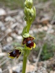 Ophrys insectifera aymoninii