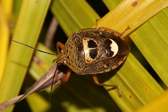 Axiagastus rosmarus