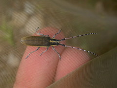 Agapanthia asphodeli