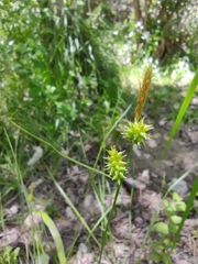 Carex mairei