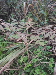 Aralia chinensis