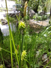 Carex mairei