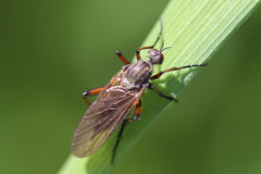 Empis opaca