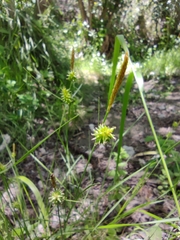 Carex mairei