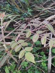 Aralia chinensis