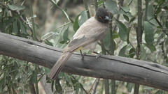 Pycnonotus nigricans