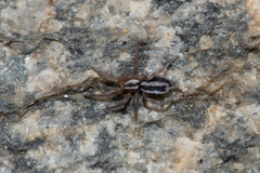 Cesonia