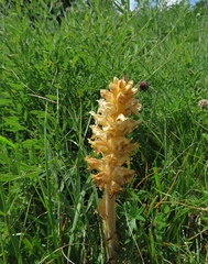 Orobanche laserpitii-sileris