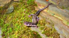 Plethodon caddoensis