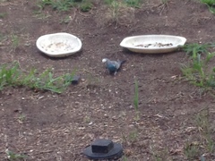 Melopsittacus undulatus domesticus