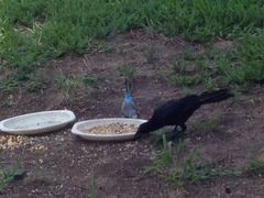 Melopsittacus undulatus domesticus