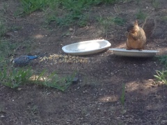 Melopsittacus undulatus domesticus