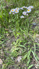 Erigeron philadelphicus