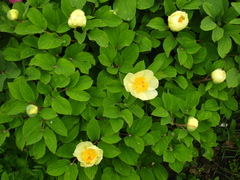 Paeonia mlokosewitschii