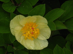 Paeonia mlokosewitschii