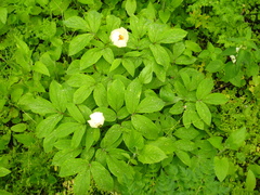 Paeonia mlokosewitschii