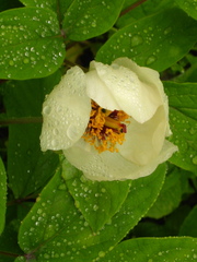 Paeonia mlokosewitschii