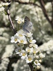 Lomographa semiclarata