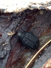 Thanatophilus rugosus