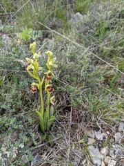 Ophrys insectifera aymoninii