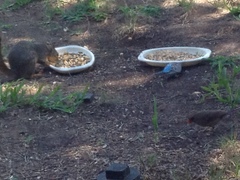 Melopsittacus undulatus domesticus