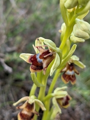 Ophrys insectifera aymoninii