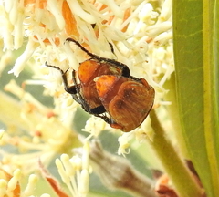 Leucocelis rubra
