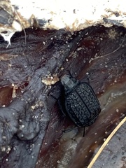 Thanatophilus rugosus