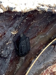 Thanatophilus rugosus