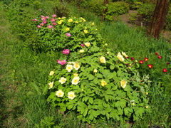 Paeonia mlokosewitschii