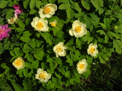 Paeonia mlokosewitschii