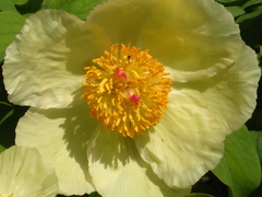 Paeonia mlokosewitschii