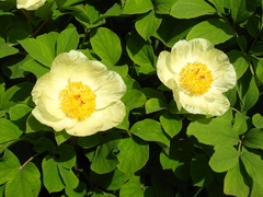 Paeonia mlokosewitschii