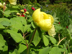 Paeonia mlokosewitschii