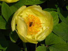 Paeonia mlokosewitschii
