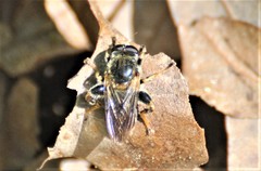 Teuchocnemis lituratus