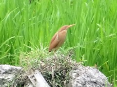 Ixobrychus cinnamomeus