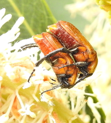 Leucocelis rubra