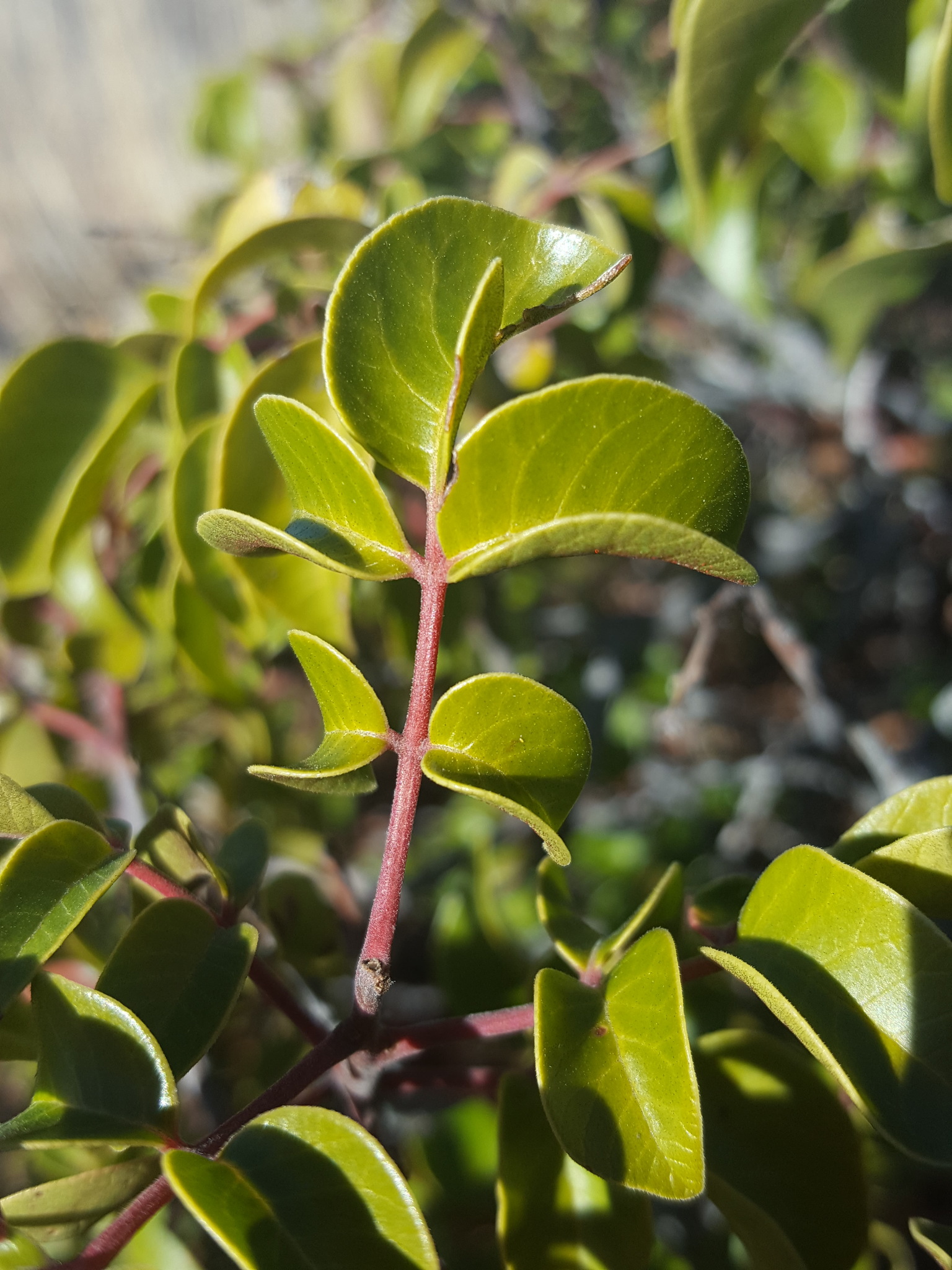 Rhus virens var. choriophylla