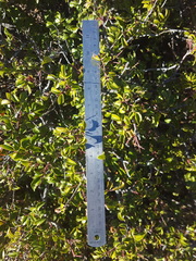 Rhus virens choriophylla